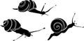Black silhouette of White-lipped snail (Cepaea hortensis) Royalty Free Stock Photo